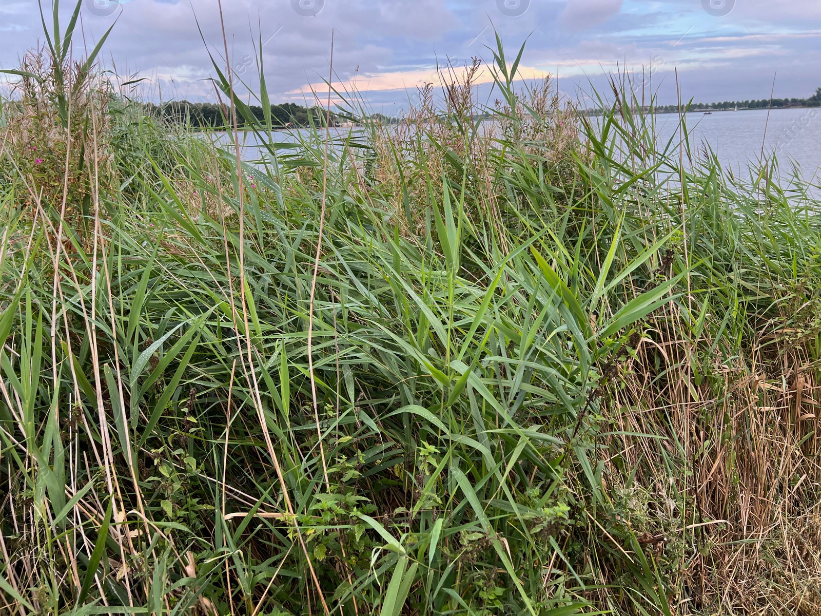 Photo of Picturesque view of river reeds and cloudy sky