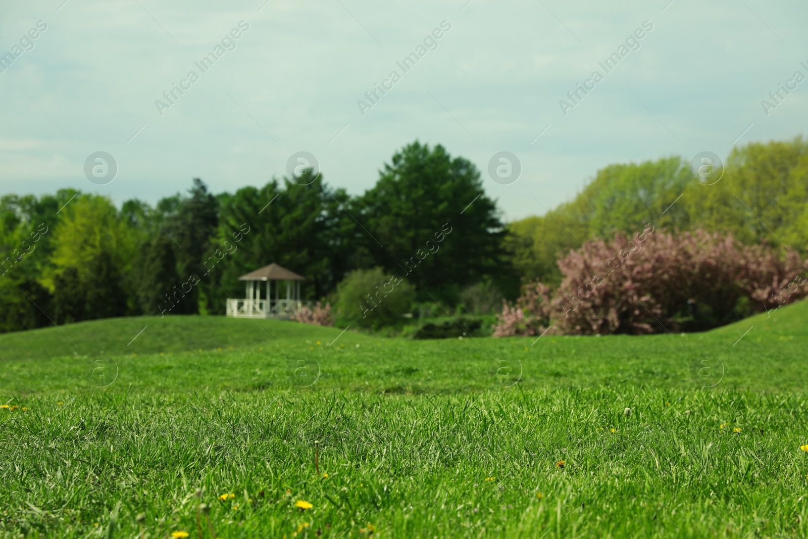 Photo of Lush green grass outdoors on sunny day