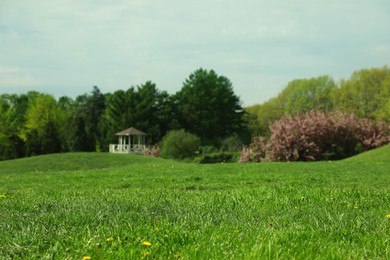 Lush green grass outdoors on sunny day