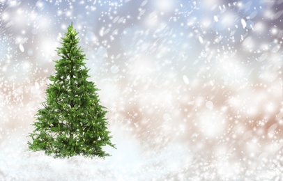 Image of Beautiful Christmas tree on light background, space for text. Bokeh effect