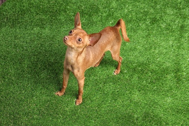 Photo of Cute toy terrier on artificial grass. Domestic dog