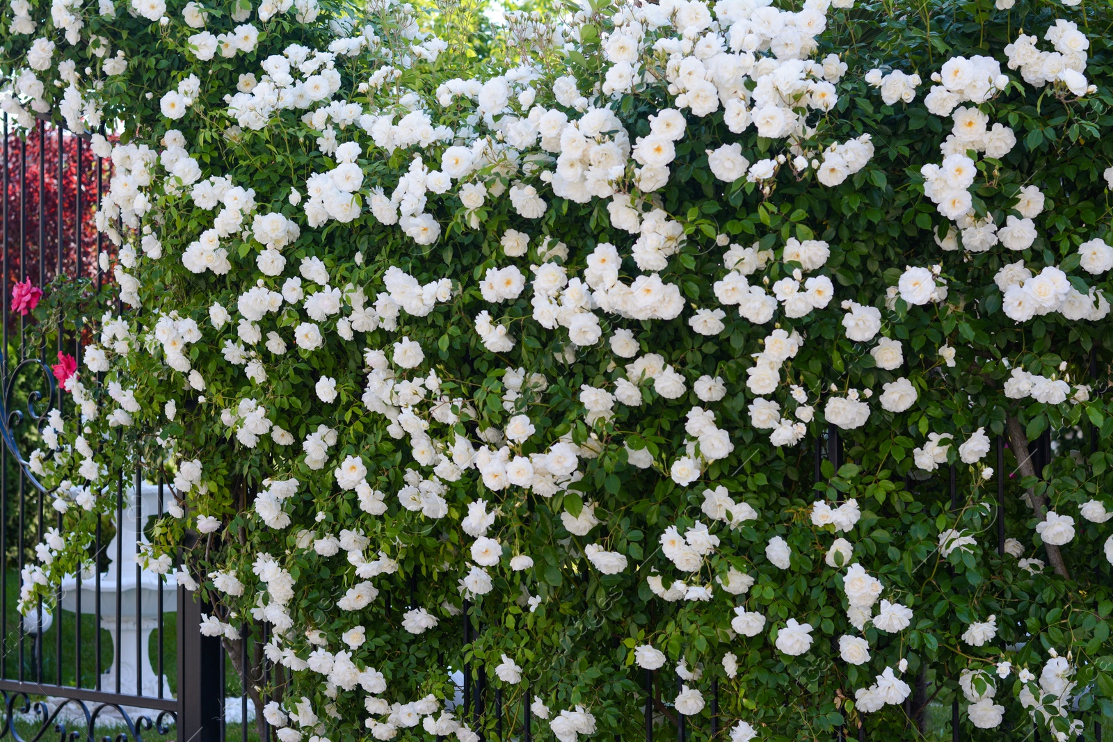 Photo of Beautiful blooming rose bush climbing on metal fence outdoors