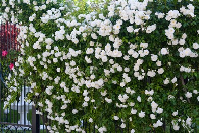 Photo of Beautiful blooming rose bush climbing on metal fence outdoors