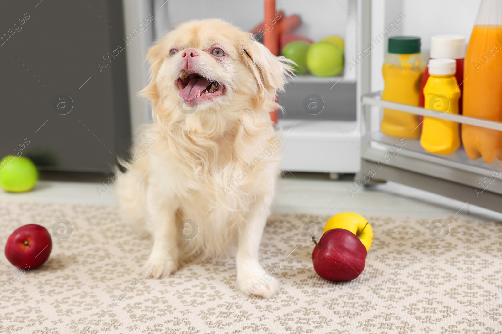 Photo of Cute Pekingese dog and scattered fruits near refrigerator in kitchen