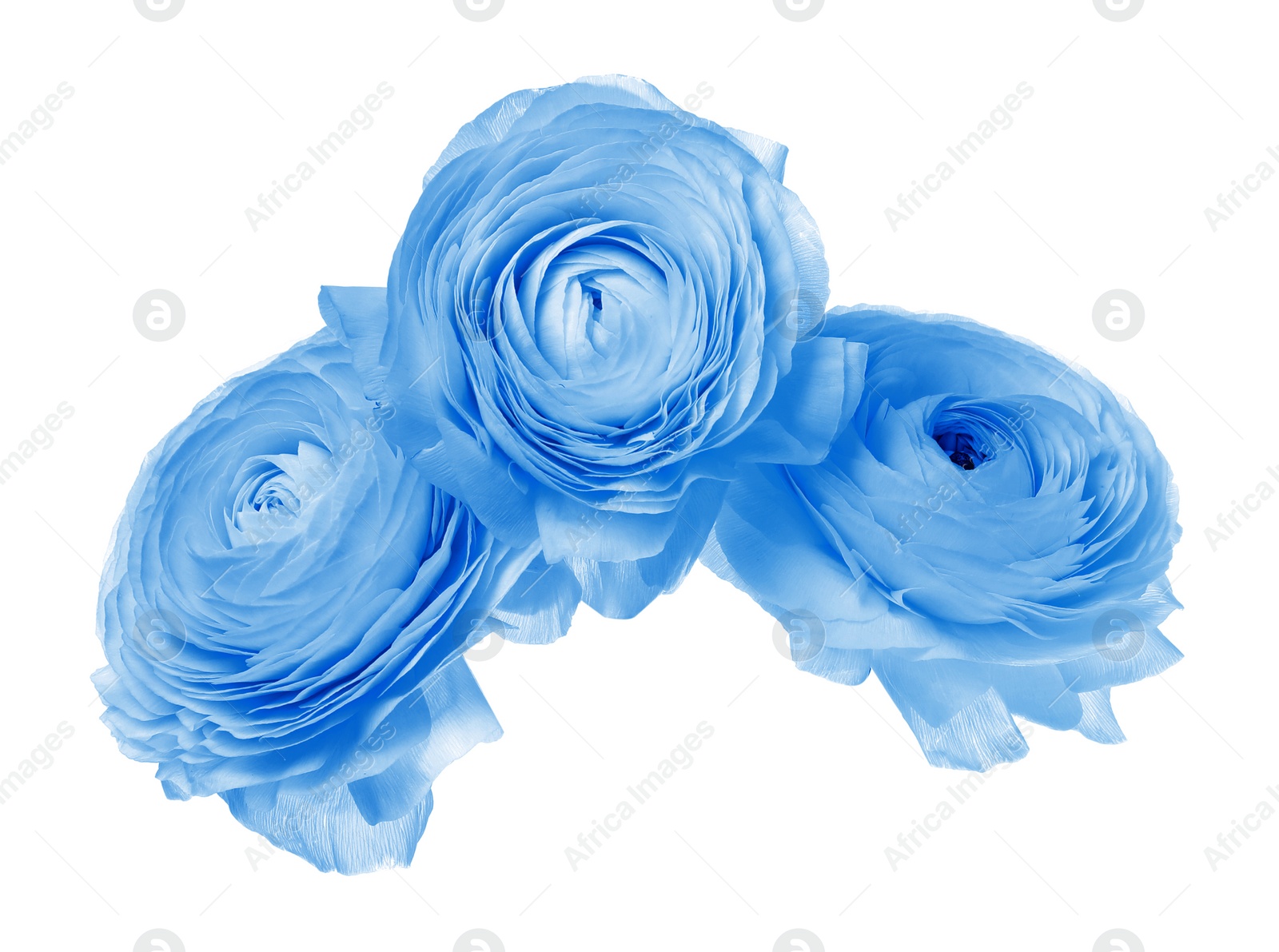 Image of Beautiful light blue ranunculus flowers on white background