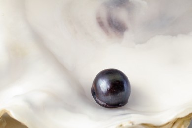 Photo of Closeup view of open oyster with black pearl