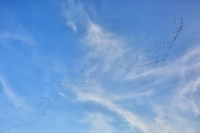 Beautiful birds flying in blue sky on sunny day