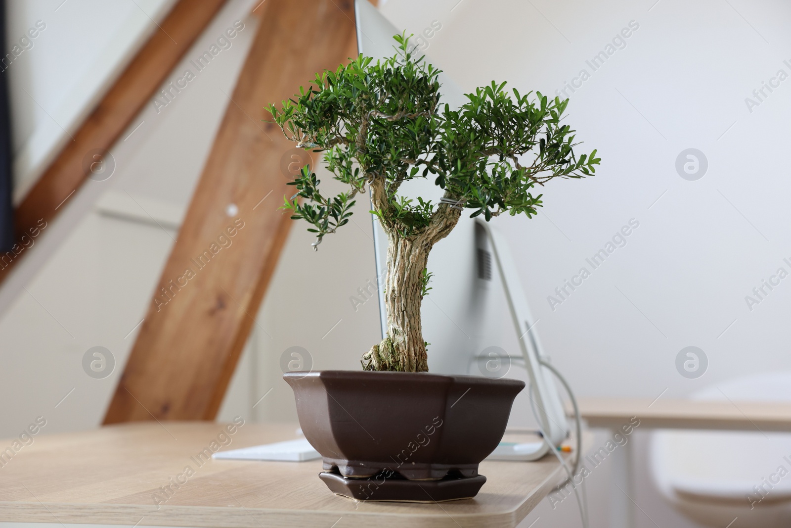 Photo of Beautiful bonsai tree in pot on wooden table indoors