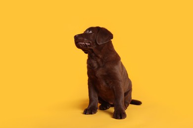 Photo of Cute chocolate Labrador Retriever puppy on yellow background