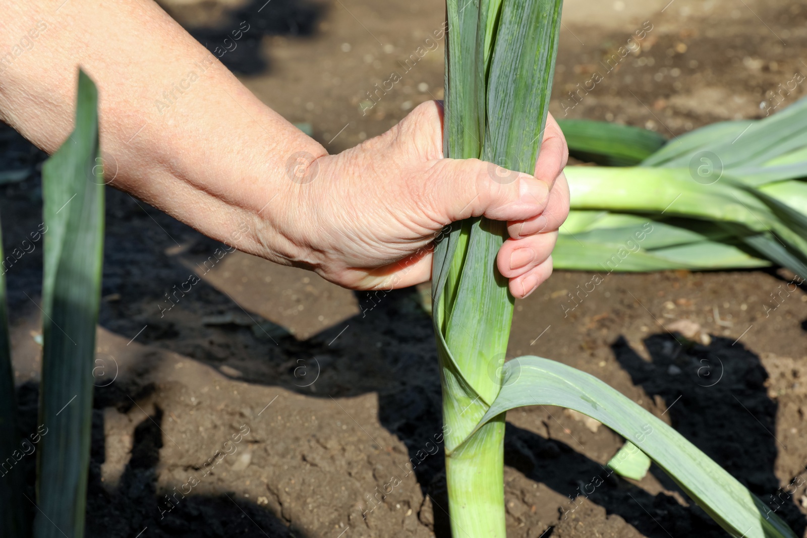 Photo of Mature man picking fresh leek in field, closeup