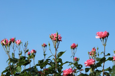 Photo of Beautiful blooming roses in garden against blue sky