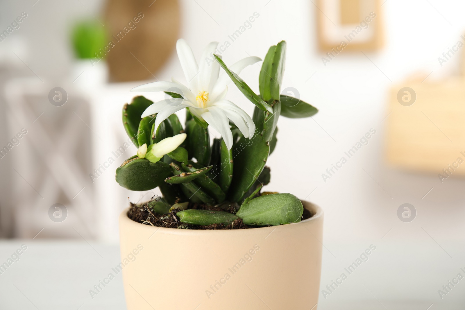 Photo of Beautiful blooming Schlumbergera (Christmas or Thanksgiving cactus) on blurred background, closeup