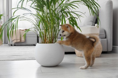 Photo of Cute akita inu puppy playing with houseplant in pot indoors
