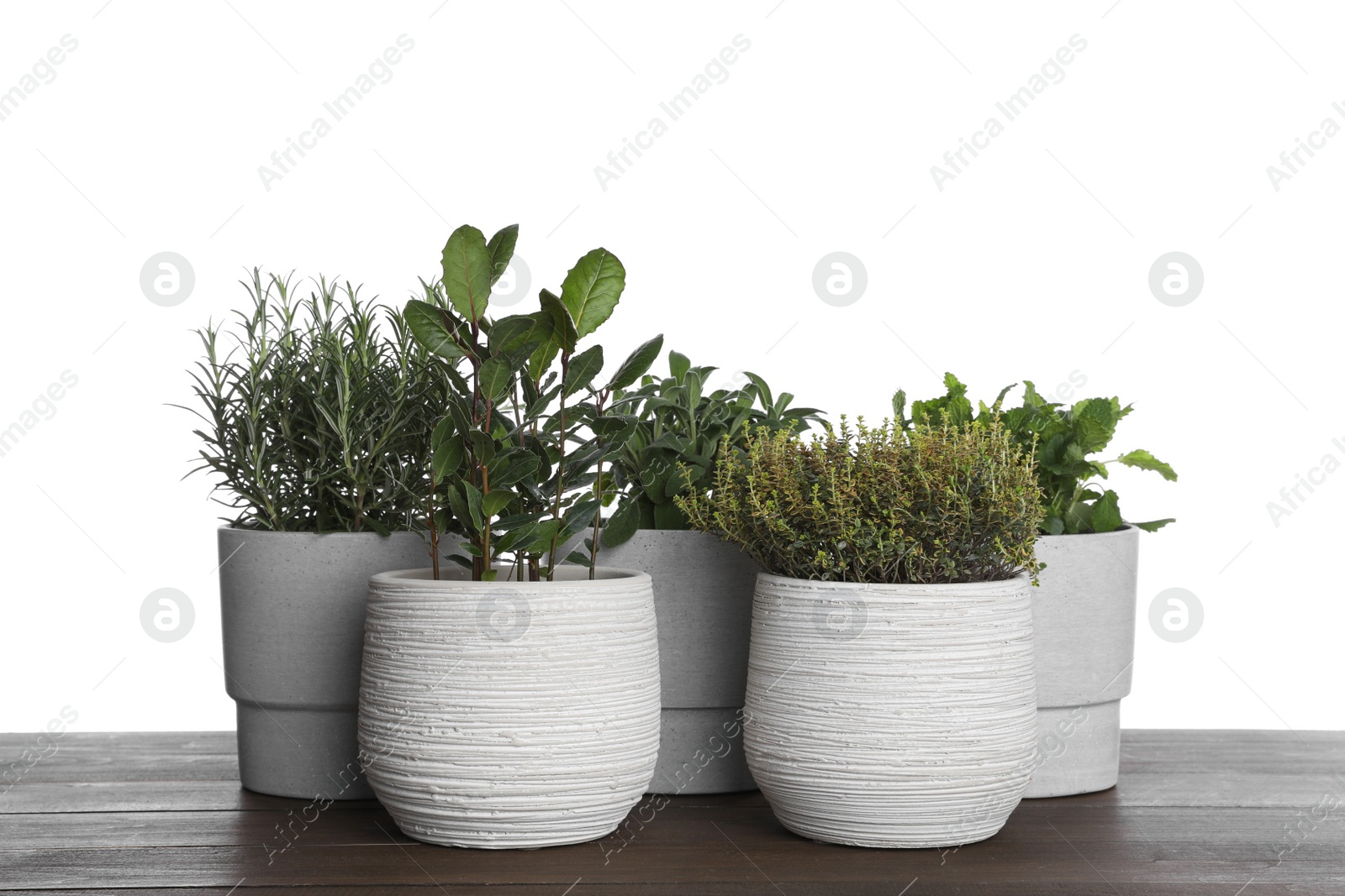 Photo of Pots with thyme, bay, sage, mint and rosemary on wooden table against white background