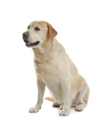 Photo of Yellow labrador retriever sitting on white background