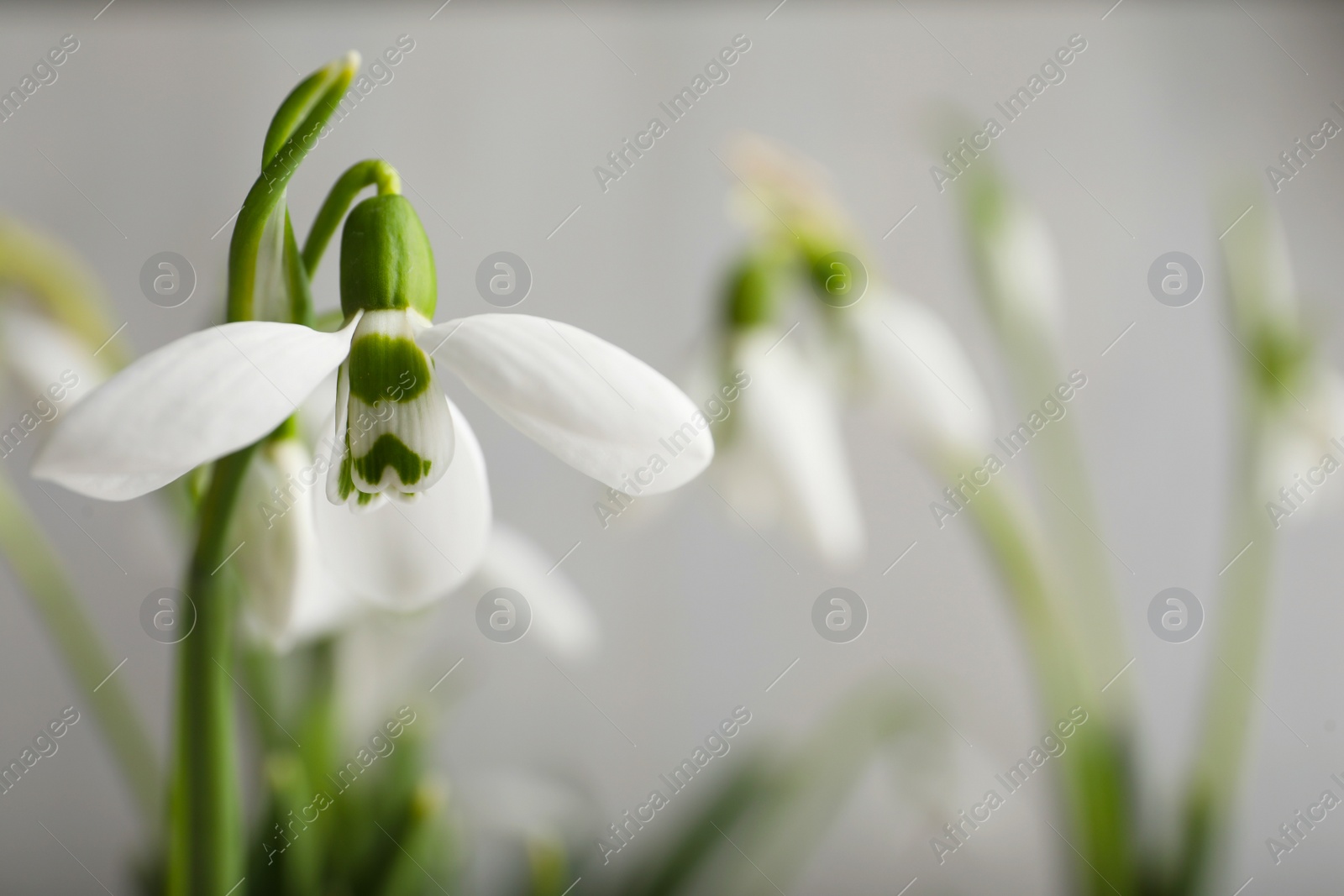 Photo of Beautiful snowdrop on light background, closeup view. Space for text