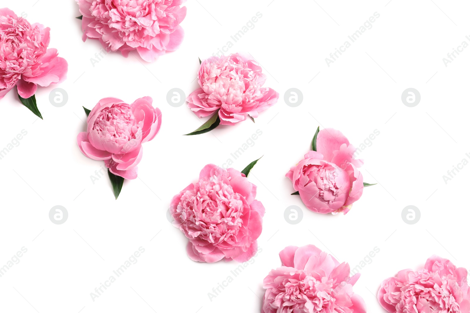 Photo of Beautiful fragrant peony flowers on white background