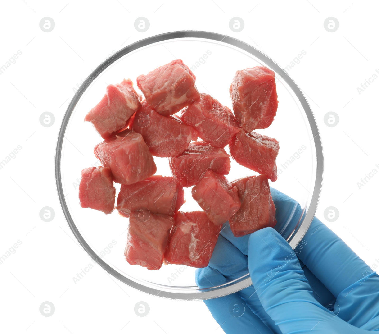 Photo of Scientist holding Petri dish with pieces of raw cultured meat on white background, top view