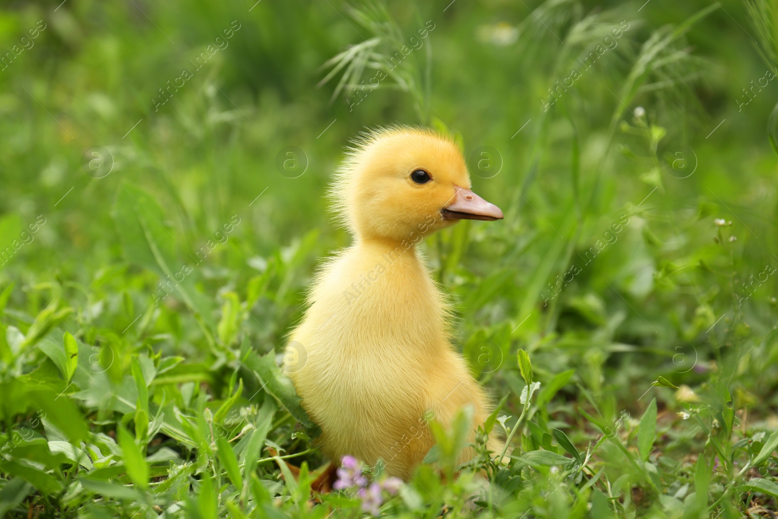 Photo of Cute fluffy duckling on green grass outdoors. Baby animal