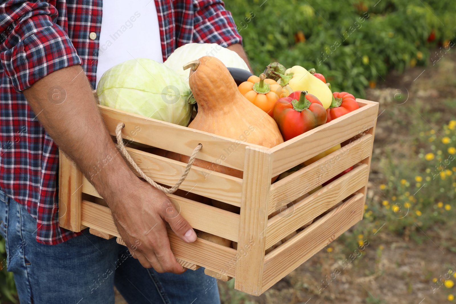 Photo of Farmer with wooden crate full of different vegetables in field, closeup. Harvesting time