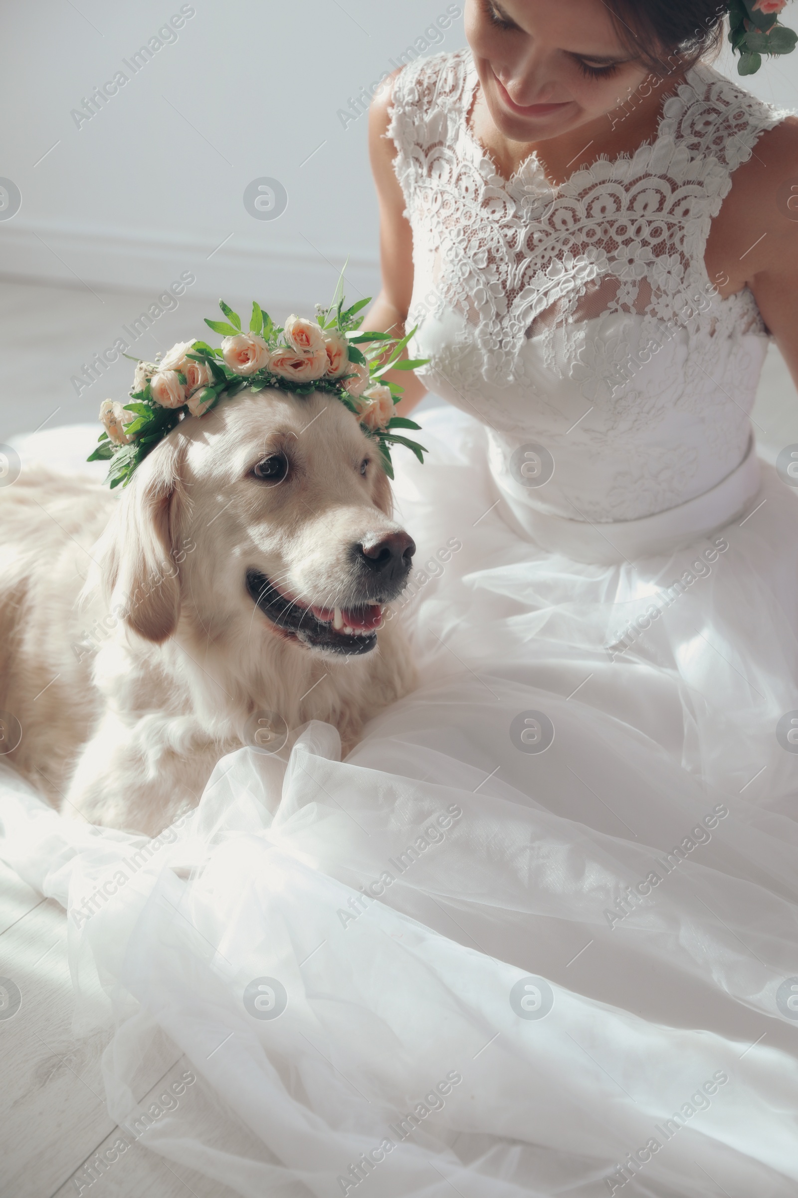 Photo of Bride and adorable Golden Retriever wearing wreath made of beautiful flowers indoors