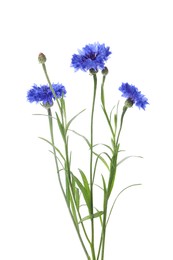 Photo of Beautiful blooming blue cornflowers isolated on white