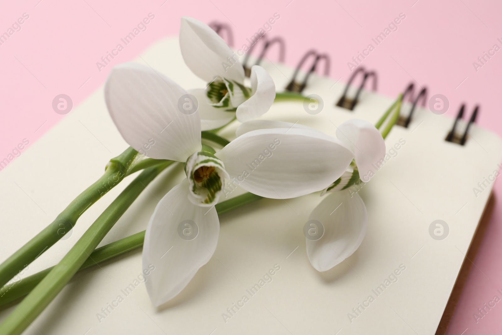 Photo of Beautiful snowdrops on blank notebook, closeup view