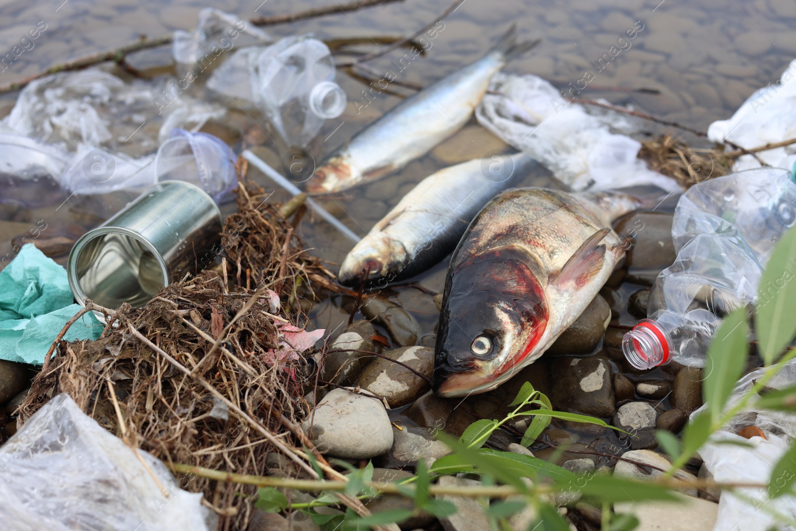 Photo of Dead fishes among trash near river. Environmental pollution concept