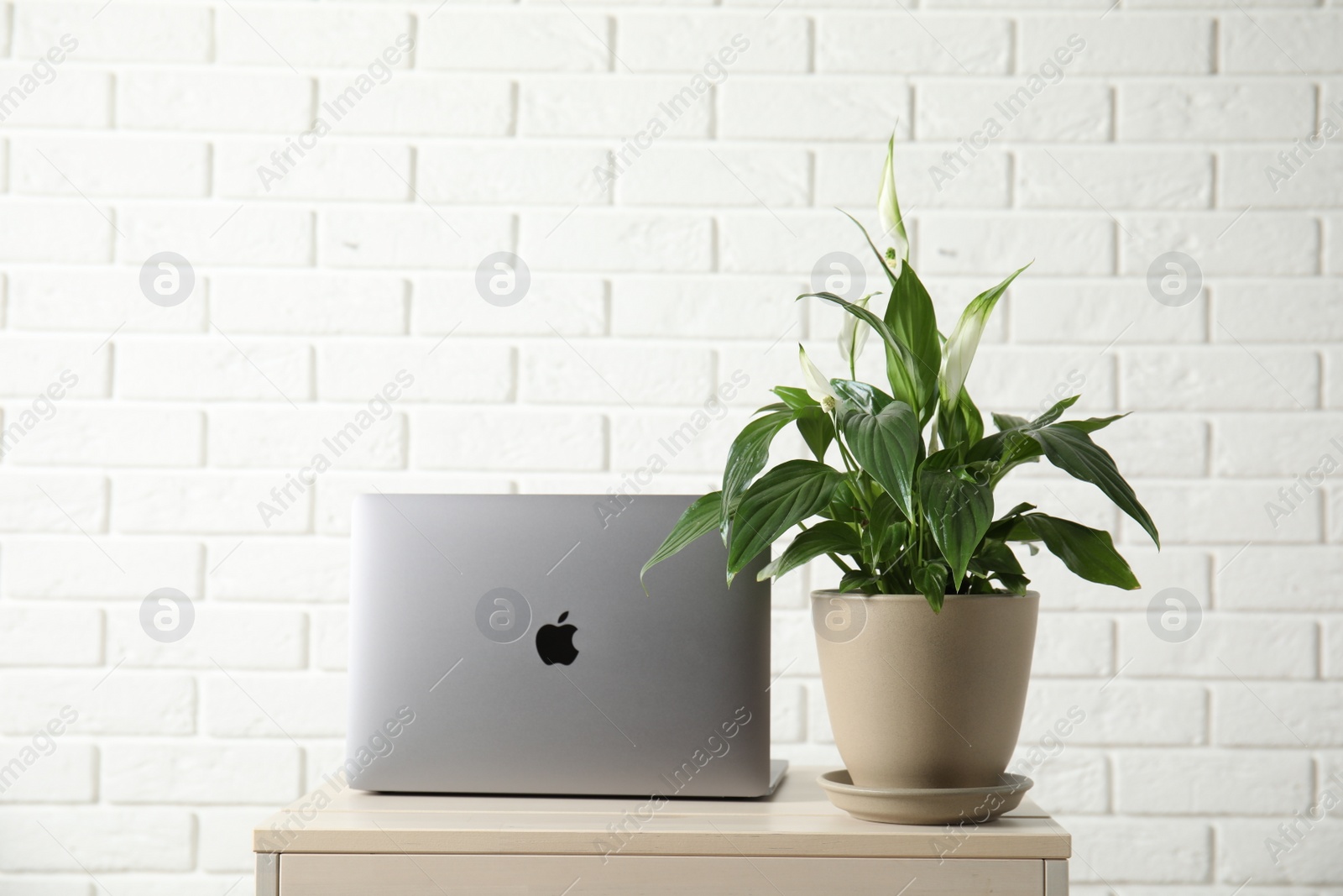 Photo of Spathiphyllum plant in pot and laptop on table near brick wall, space for text. Home decor