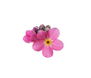 Photo of Beautiful pink Forget-me-not flowers on white background