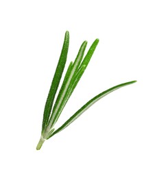 Sprig of fresh rosemary isolated on white