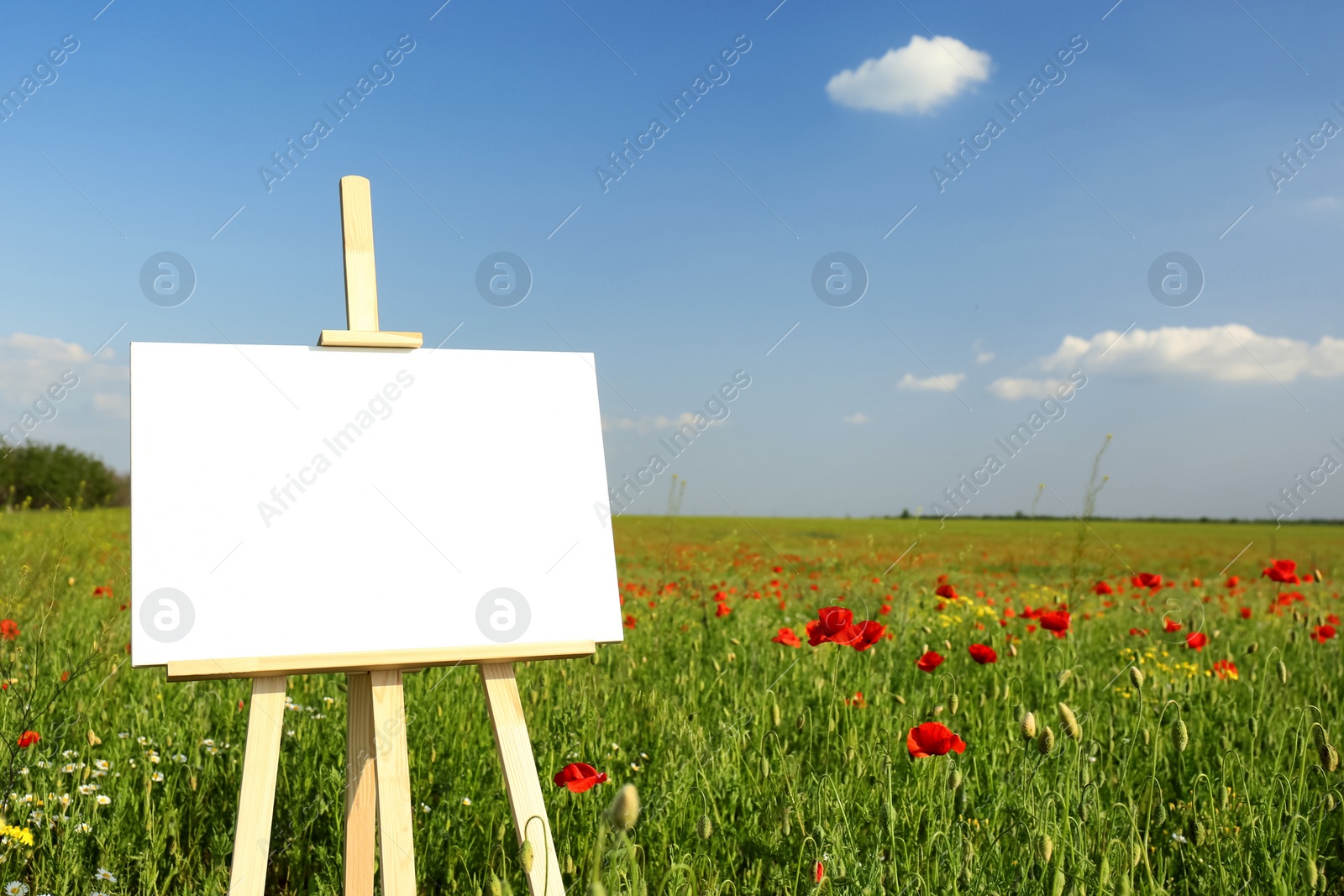 Photo of Wooden easel with blank canvas in poppy field on sunny day