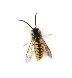 Photo of Beautiful wasp on white background, top view