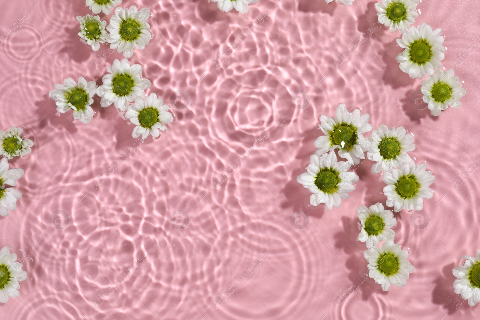 Photo of Beautiful chrysanthemum flowers in water on pink background, top view