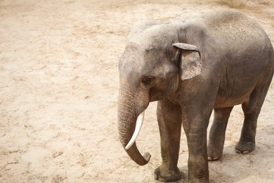 Beautiful elephant in zoo, space for text
