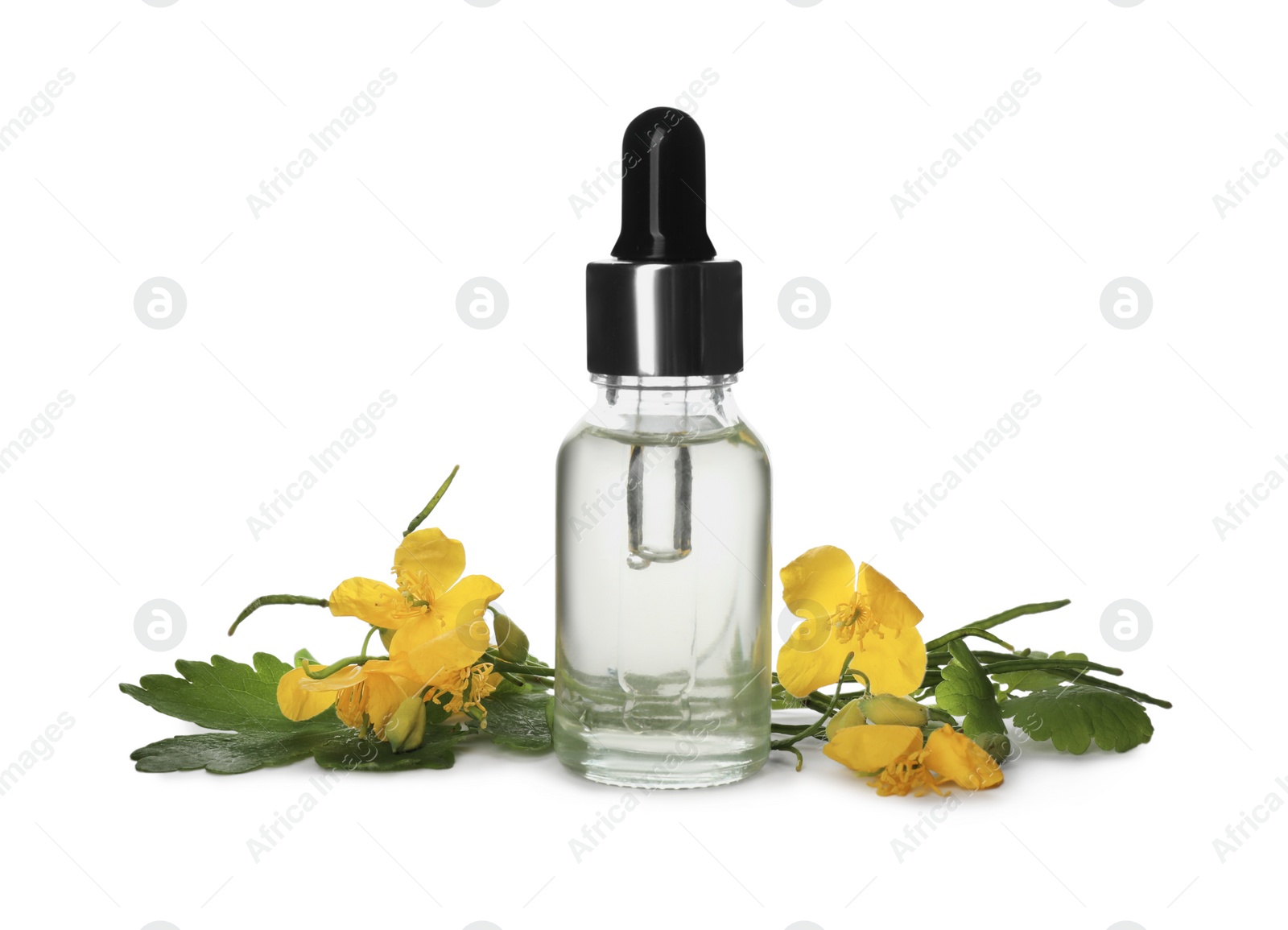 Photo of Bottle of essential oil and celandine on white background