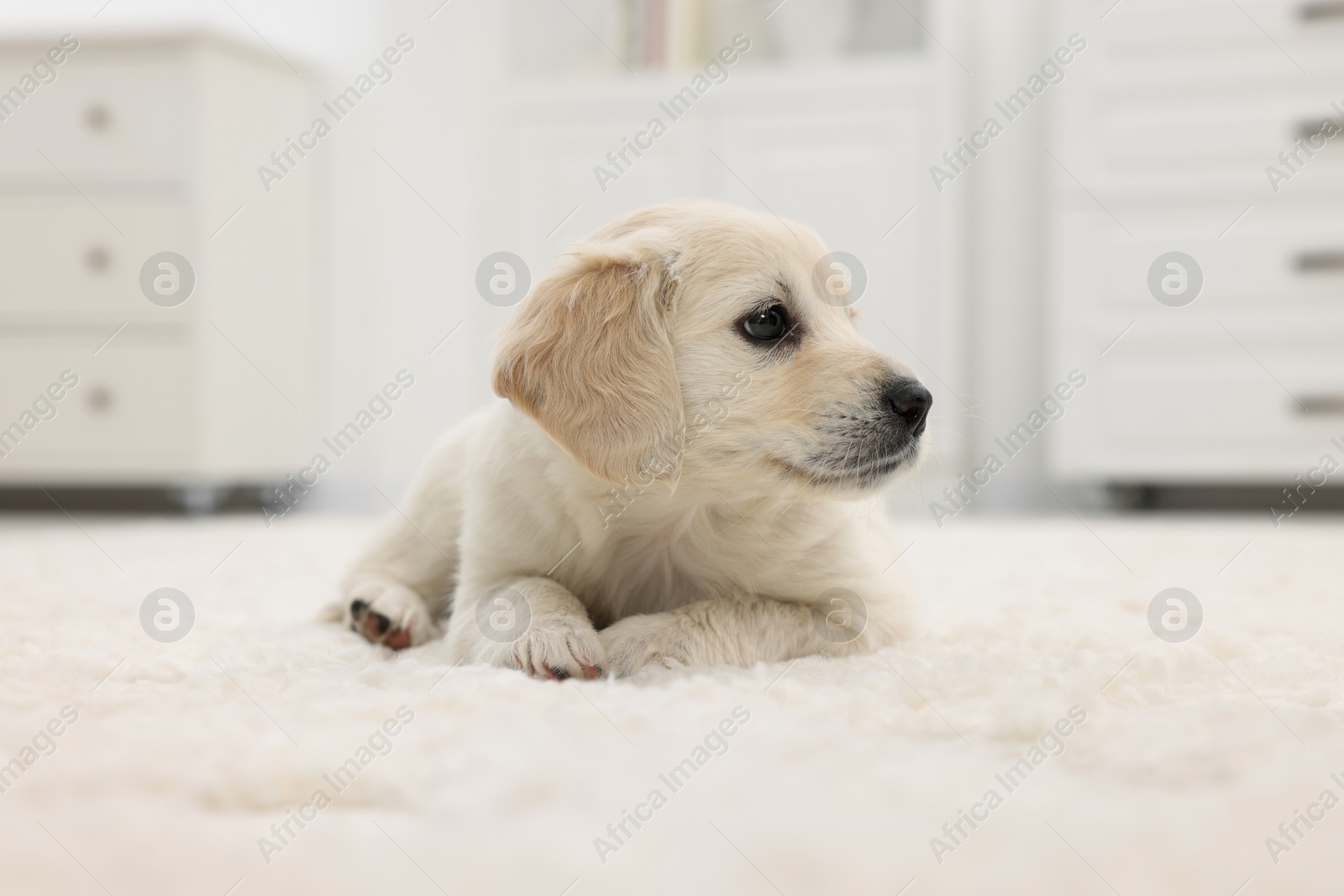 Photo of Cute little puppy lying on white carpet at home