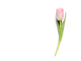 Beautiful spring tulip on white background, top view. International Women's Day