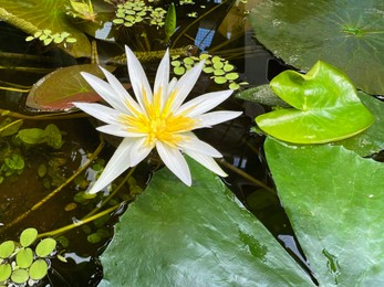 Photo of Beautiful blooming waterlily and leaves in pond