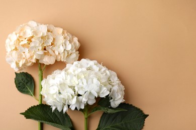 Beautiful hydrangea flowers on beige background, top view. Space for text