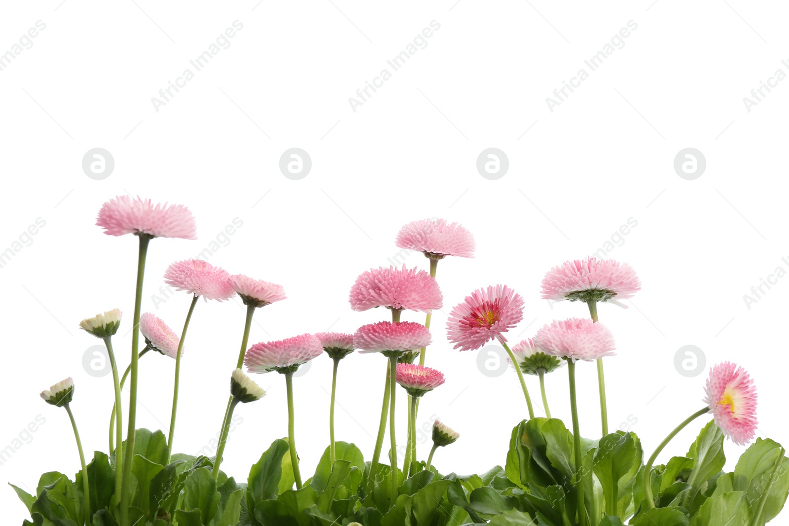 Photo of Beautiful blooming daisies against white background. Spring flowers