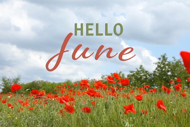 Hello June. Beautiful red poppy flowers growing in field