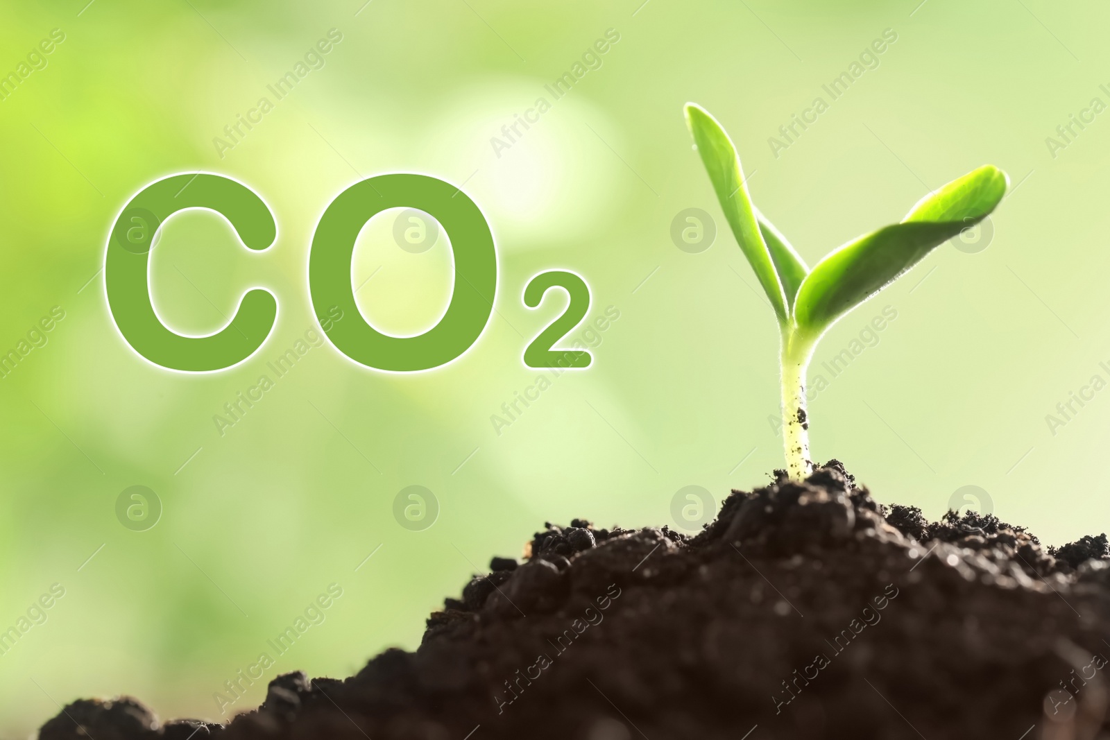 Image of Reduce CO2 emissions. Fresh green seedling growing outdoors, closeup