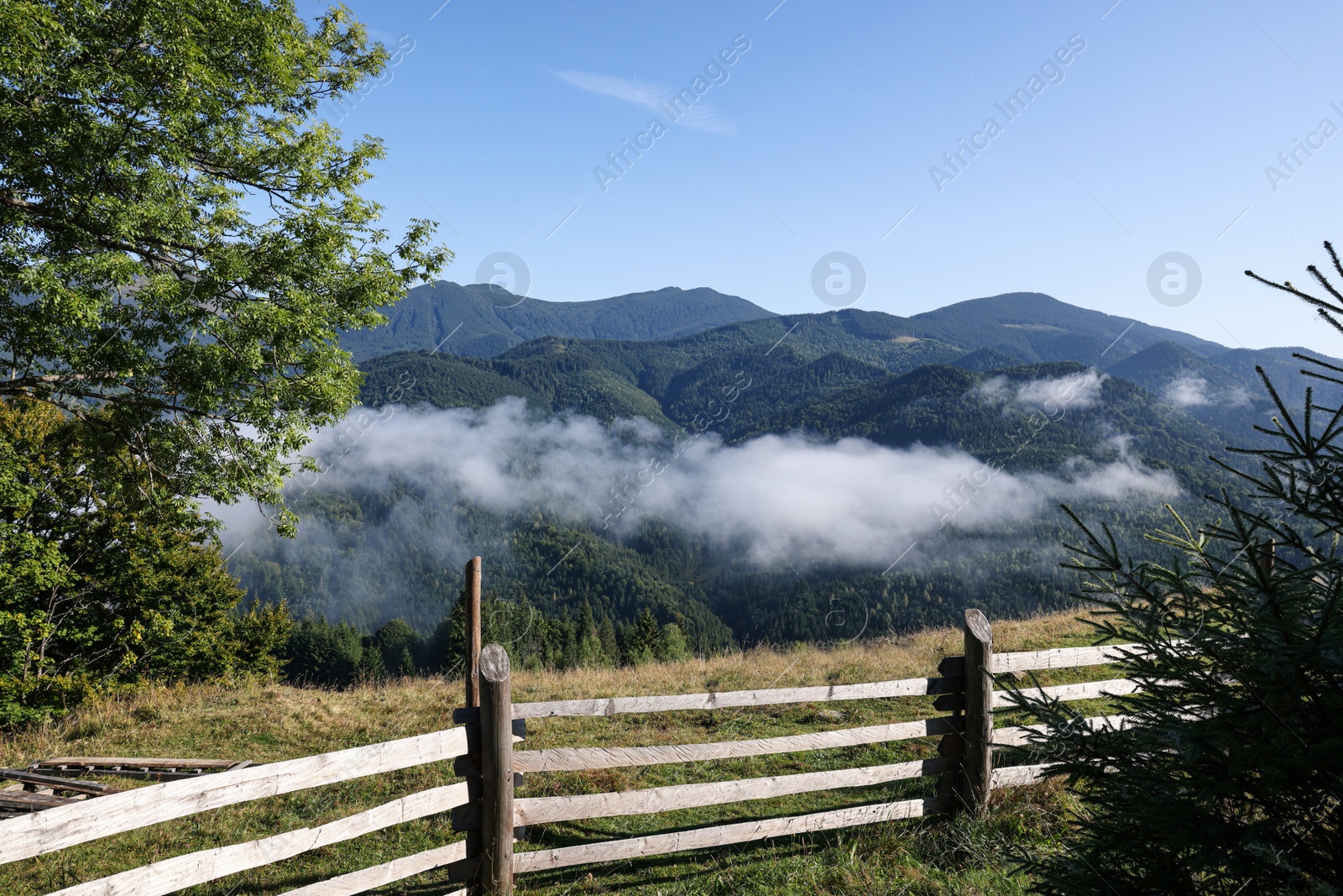 Photo of View of trees growing on mountain hill in morning