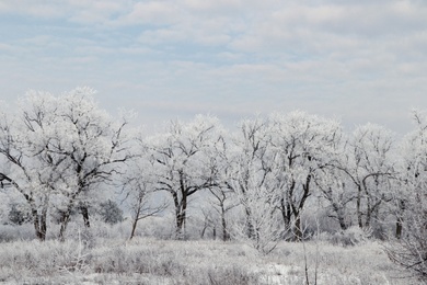 Plants covered with hoarfrost outdoors on winter morning