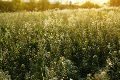 Photo of Beautiful flowers growing in meadow on sunny day