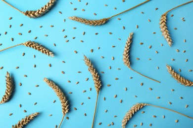 Photo of Many ears of wheat and grains on light blue background, flat lay