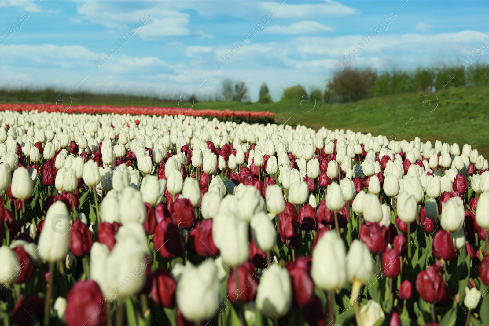 Photo of Beautiful view of field with blossoming tulips on sunny day