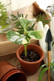 Photo of Houseplants and gardening tools on wooden table, closeup
