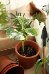 Houseplants and gardening tools on wooden table, closeup